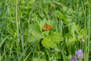Large Skipper butterfly (Ochlodes sylvanus) perched on a green leaf in Zurich, Switzerland