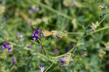 Small skipper (Thymelicus sylvestris) perched on violet flower in Zurich, Switzerland