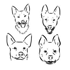 Hand Drawn Australian Cattle Dog Vector Illustration