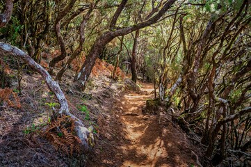 a path going up a steep hillside in a dense forest