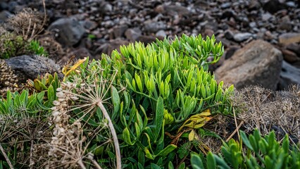 Patch of green plants growing among gray rocks and dry grass, Madeira, Portugal