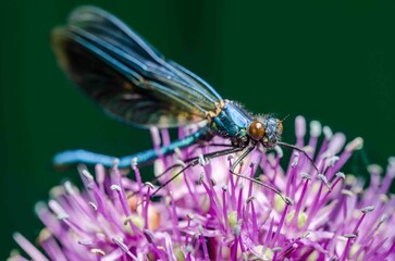 Blue dragonfly on a purple flower in the wild.