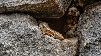 Lizard perching on rock