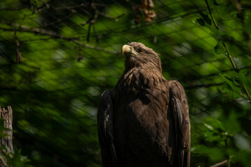 Big color eagle near metal fence in summer sunny day