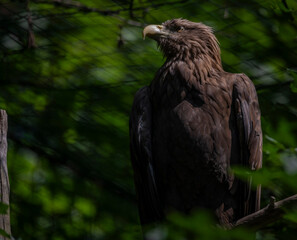 Big color eagle near metal fence in summer sunny day