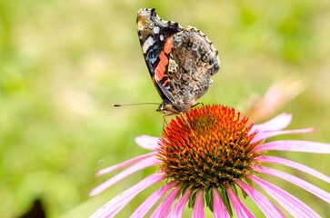 Butterfly sits on a flower in a summer.