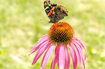Aglais butterfly on an Echinacea flower.