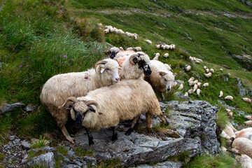 Herd of sheep on the Transfagarasan in Romania