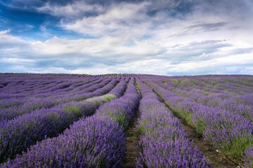 Landscape of beautiful lavender fields under a blue cloudy sky in the countryside