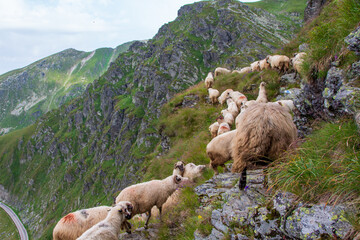 On the Transfagarasan in Romania