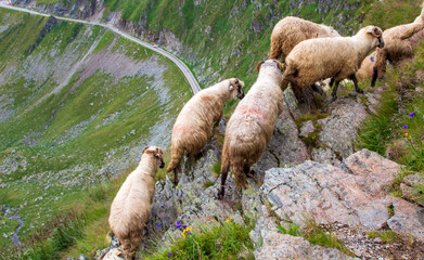 On the Transfagarasan in Romania