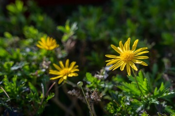 Vibrant yellow flowers stands out against the lush green grass in a sun-drenched field