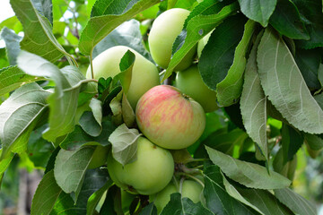 branch of apple tree isolated with ripening apple fruit on it close up 