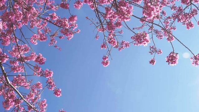 Close-up view of pink cherry blossom flowers growing on a tree against a clear blue sky