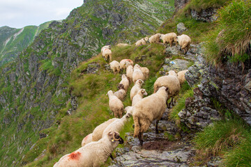 On the Transfagarasan in Transylvania, Romania