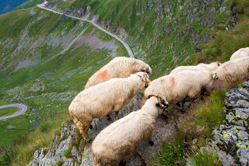 Herd of sheep on the Transfagarasan in Romania