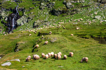Sheep on the Transfagarasan Romania