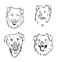 Vector hand-drawn portrait of Australian Shepherd in engraving style. Sketch illustration with Aussie head isolated on white. Cute dog face.