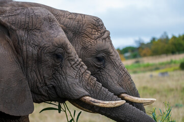 Portrait of two elephants