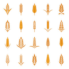 Flat Vector Agriculture Wheat Icon Set Isolated, Organic Wheat, Rice Ears. Design Template for Bread, Beer Logo, Packaging, Labels