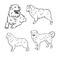 Vector hand-drawn portrait of Australian Shepherd in engraving style. Sketch illustration with Aussie head isolated on white. Cute dog face.