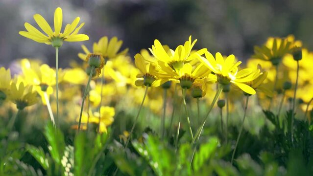 Scenic view of yellow wild flowers in the meadow on a sunny summer day