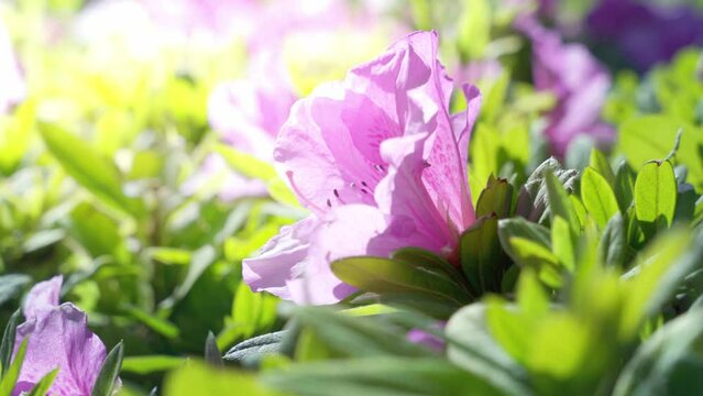 Closeup video of scenic purple Rhododendron flowers in the field on a sunny day