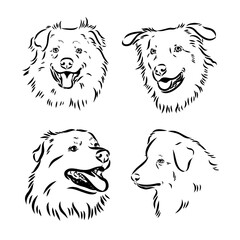 Vector hand-drawn portrait of Australian Shepherd in engraving style. Sketch illustration with Aussie head isolated on white. Cute dog face.