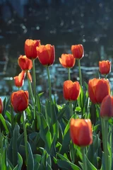 Gordijnen Closeup of a lush field of red tulips in full bloom, with a blurry background © Yang6/Wirestock Creators