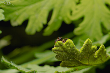 Gros plan Araignée Sauteuse sur une plante