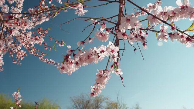 Scenic view of the branch of a cherry tree with pink blooming flowers