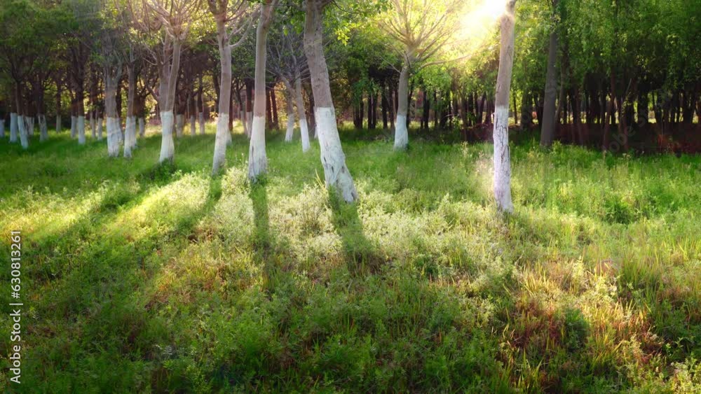 Poster beautiful footage through trees on grass ground with sunset lights in the park, for wallpaper