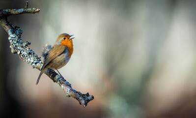 Selective focus of an American robin perched on a tree branch outdoors with a blurry background