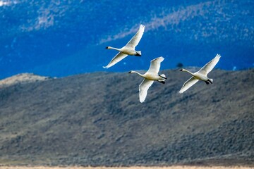 Fototapeta na wymiar Tundra swans in graceful flying with mountains in the background