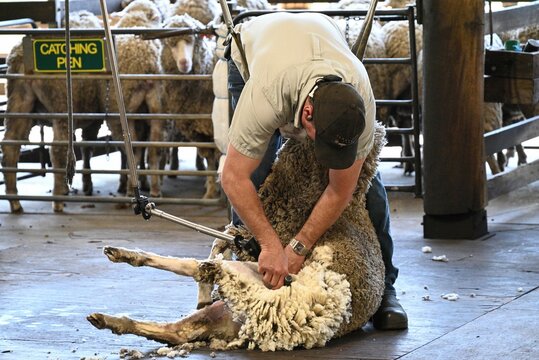 Sheep shearing on a farm