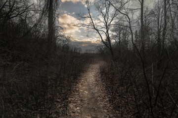 Scenic path meanders through a weathered forest at dusk