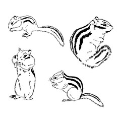 Chipmunk illustration in doodle style. Vector isolated on a white background.