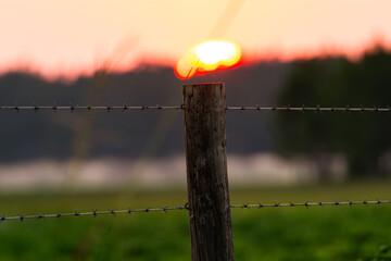 Tranquil Pine Forest and the Barbed-Wire Horizon