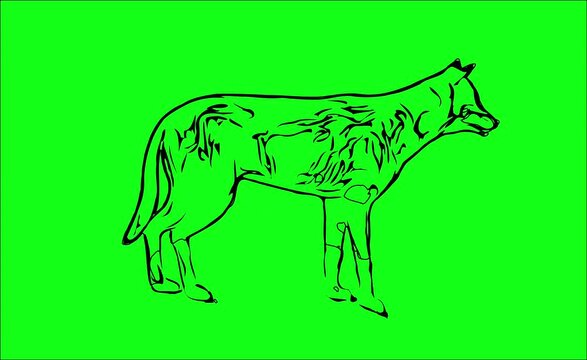 Greencreen video cartoon animal sketches walking and running
