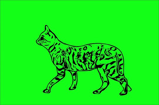 Greencreen video cartoon animal sketches walking and running