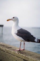 Obraz premium Seagull a Pier Railing 1