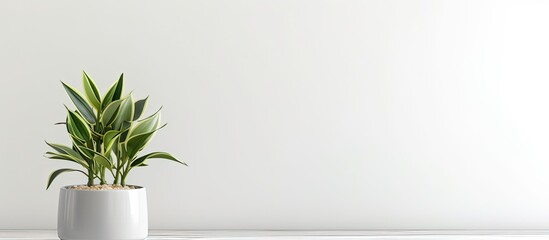 A houseplant in a gray flowerpot is placed on a table near a bright white wall. copy space available or it can be used as a product montage image. - Powered by Adobe