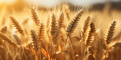 Ripe ears of wheat close up. A field with beautiful large ears of wheat. Harvest reset - obrazy, fototapety, plakaty