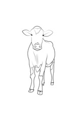 Cute calf, little baby cow standing looking front. Sketch inked black strokes, line art hand drawn realistic vector illustration isolated on white background.