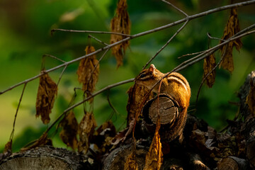 Woodland Watcher: Chipmunk Perched on Wood Pile