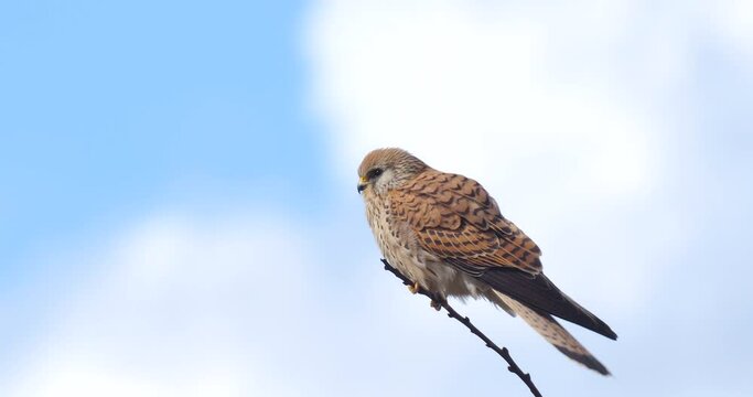 Wildlife - Birds. Common kestrels can be seen in mountains, valleys, forest edges, steppes, agricultural areas, sea coasts and even cities. They usually feed on small mammals such as voles and moles.
