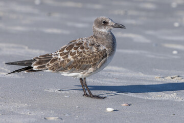 Sandpiper Scolopacidae Naples Beach Florida