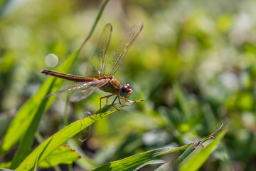 Dragonfly on grass Naples Florida