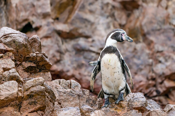 Humboldt Penguin on the rocks