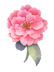 botanical illustration of camellia flower in watercolor